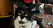 Tom joined the competition — help win amazing prizes! cat, black_and_white, indoor, floral_pattern, armchair, red_roses, table, clutter, yellow_eyes, pet, domestic_animal, collar, bell, curious, furniture, houseplant, vase, background, closeup, sitting