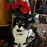 cat, black_and_white, indoor, floral_pattern, armchair, red_roses, table, clutter, yellow_eyes, pet, domestic_animal, collar, bell, curious, furniture, houseplant, vase, background, closeup, sitting