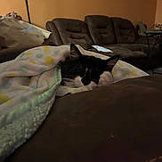 Tom is registered to the contest to win money with this photo: cat, blanket, couch, indoor, furniture, sleeping, pet, cozy, living_room, brown, polka_dot, animal, resting, domestic_animal, cute, warm_lighting, relaxation, black_and_white, fur, home