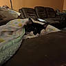 cat, blanket, couch, indoor, furniture, sleeping, pet, cozy, living_room, brown, polka_dot, animal, resting, domestic_animal, cute, warm_lighting, relaxation, black_and_white, fur, home