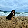 Luffy a rejoint le concours — aidez-le/la à gagner de superbes lots ! dog, bernese_mountain_dog, beach, sand, ocean, waves, cloudy_sky, outdoor, animal, pet, sitting, happy, tongue_out, nature, coast, water, canine, mammal, fur, playful