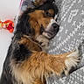 Luffy a rejoint le concours — aidez-le/la à gagner de superbes lots ! dog, sleeping, paw, blanket, pattern, fur, pet, indoor, cozy, relaxed, animal, brown, black, white, toy, container, wall, resting, cute, heart_emoji