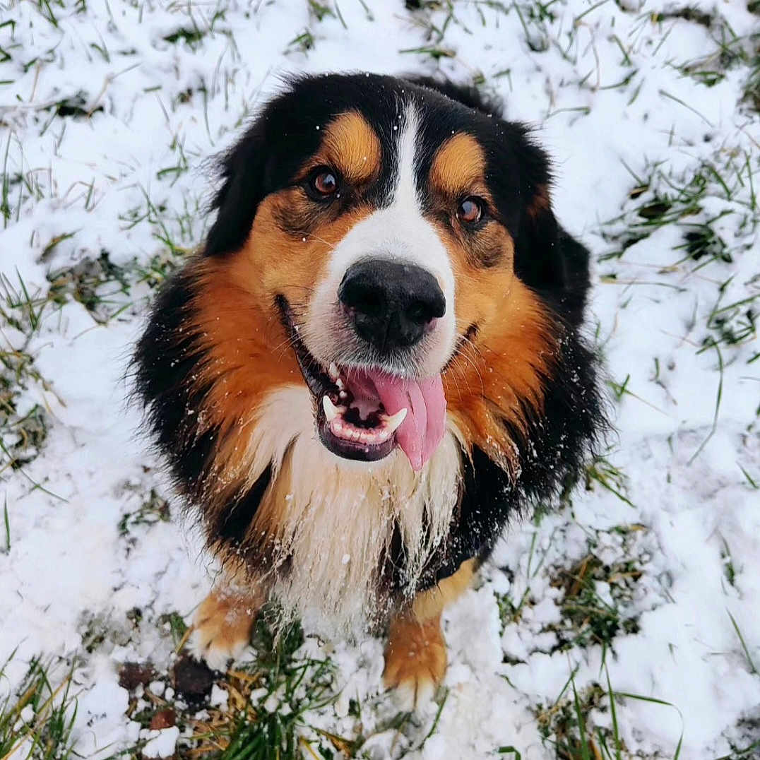 Luffy a rejoint le concours — aidez-le/la à gagner de superbes lots ! dog, animal, snow, grass, outdoor, pet, happy, tongue_out, tricolor, fur, canine, nature, playful, winter, closeup, sitting, cute, smiling, wet_fur, friendly