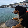 dog, water, sea, sky, clouds, stone, ledge, town, buildings, mountains, outdoor, pet, canine, nature, landscape, calm, coast, leash, daytime, curious