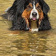 Luffy participe au concours pour gagner de l'argent avec cette photo : dog, bernese_mountain_dog, water, swimming, river, wet_fur, tongue_out, animal, outdoor, nature, canine, pet, portrait, brown, black, white, fur, head, face, playful