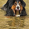 dog, bernese_mountain_dog, water, swimming, river, wet_fur, tongue_out, animal, outdoor, nature, canine, pet, portrait, brown, black, white, fur, head, face, playful