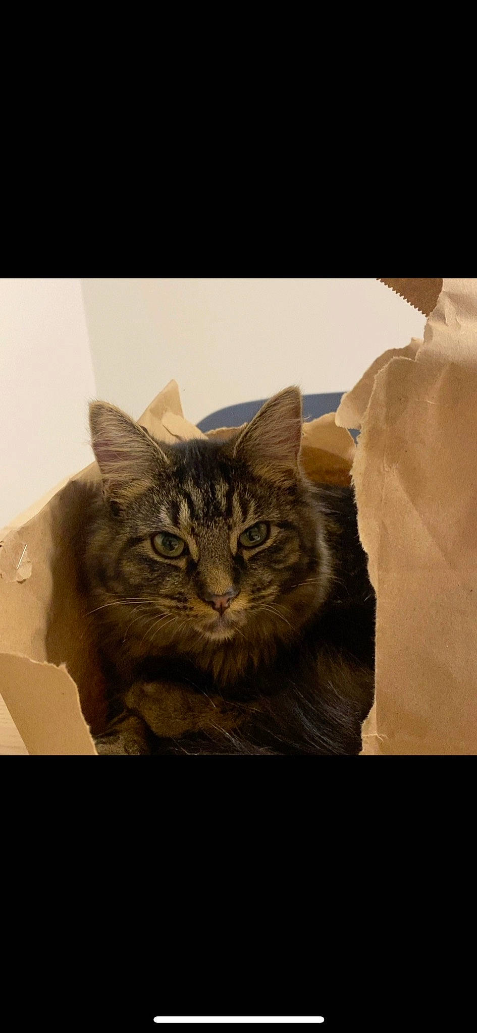 Cleopatra is registered to the contest to win money with this photo: carnivore, cat, darkness, domestic_short_haired_cat, felidae, fur, grass, photo_caption, small_to_medium_sized_cats, snout, terrestrial_animal, whiskers, wildlife, window