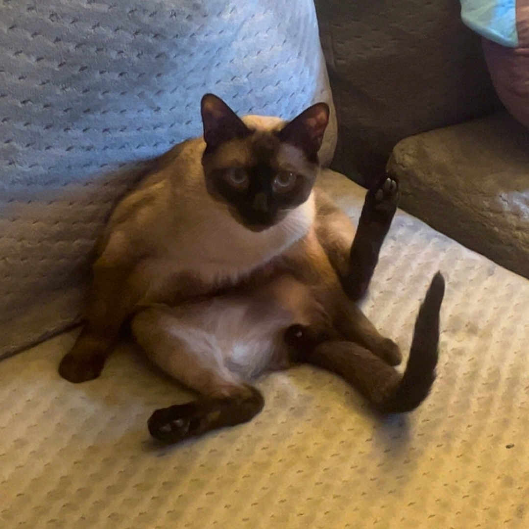 Sakurai is registered to the contest to win money with this photo: abyssinian, animal, architecture, armchair, building, cat, chair, couch, cushion, furniture, homedecor, indoors, kitten, linen, livingroom, manx, pet, room, siamese, wood