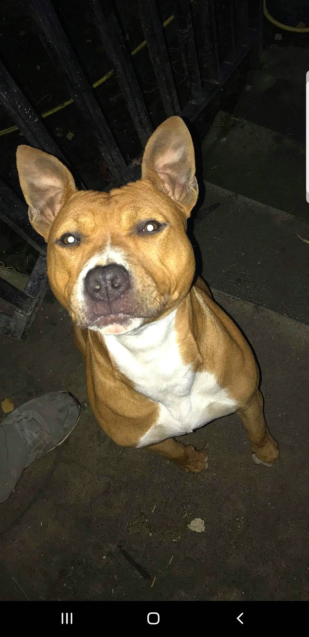 Oana participe au concours pour gagner de l'argent avec cette photo : american_pit_bull_terrier, american_staffordshire_terrier, ancient_dog_breeds, bull_and_terrier, canidae, carnivore, dog, dog_breed, ear, fawn, mammal, non_sporting_group, nose, pit_bull, rare_breed_dog, snout, sporting_group, staffordshire_bull_terrier, vertebrate, whiskers