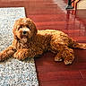 dog, curly_fur, brown_dog, indoor, rug, wooden_floor, pet, happy, tongue_out, relaxed, flooring, staircase, home, animal, companion, laying_down, fur_texture, cozy, domestic, cute