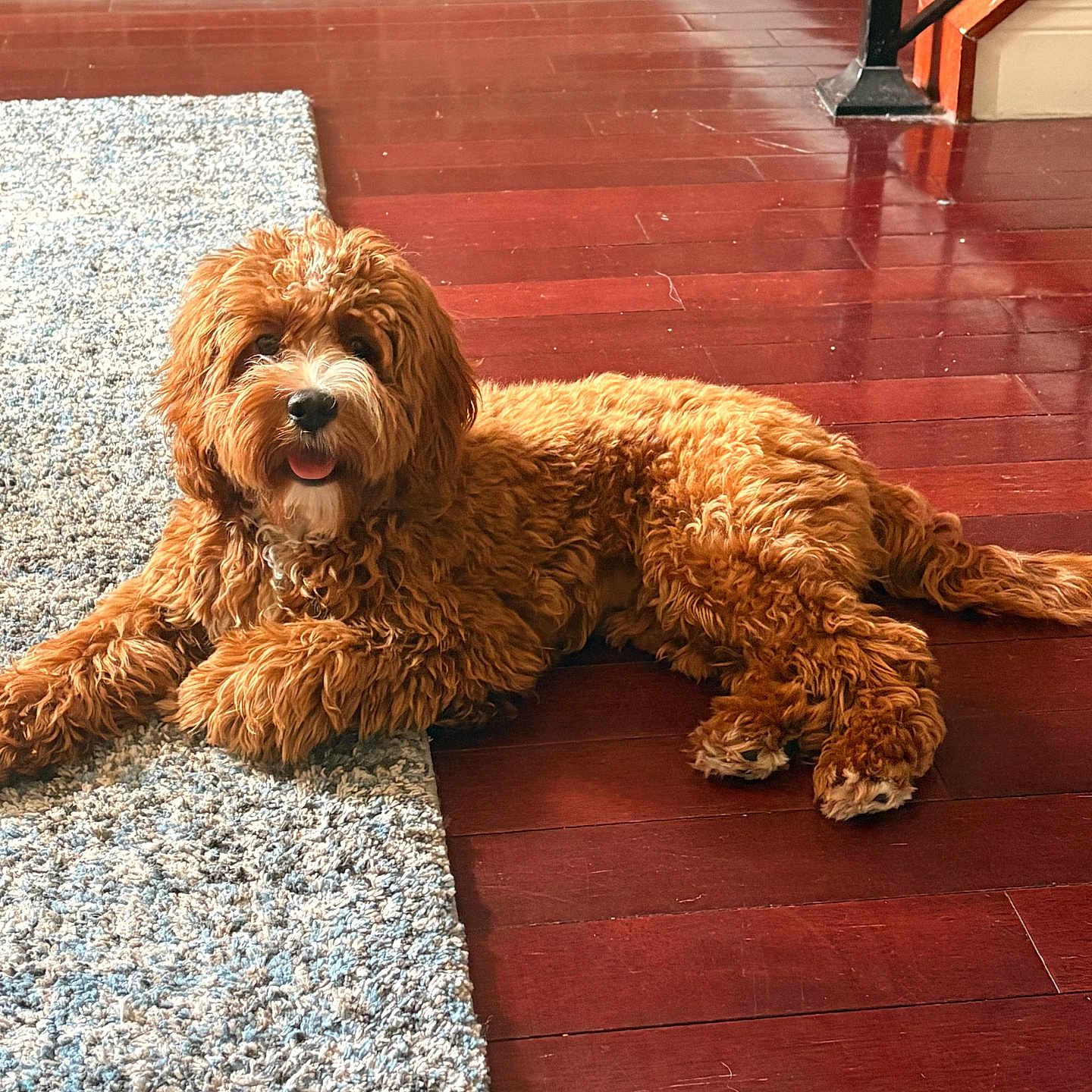 Puma is registered to the contest to win money with this photo: dog, curly_fur, brown_dog, indoor, rug, wooden_floor, pet, happy, tongue_out, relaxed, flooring, staircase, home, animal, companion, laying_down, fur_texture, cozy, domestic, cute