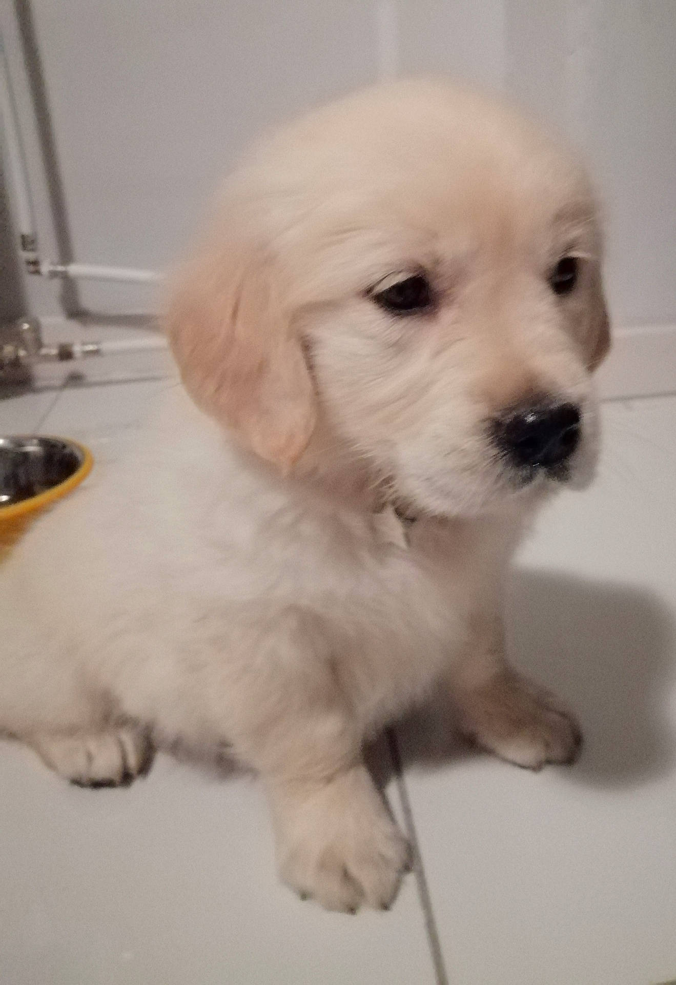 Pinky participe au concours pour gagner de l'argent avec cette photo : canidae, carnivore, companion_dog, dog, dog_breed, fawn, golden_retriever, labrador_retriever, mammal, maremma_sheepdog, nose, polish_tatra_sheepdog, puppy, puppy_love, rare_breed_dog, retriever, slovak_cuvac, snout, sporting_group, vertebrate