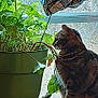 Honey Bee joined the competition — help win amazing prizes! cat, tabby_cat, plant, potted_plant, window, curtain, shelf, indoor, leaf, green, natural_light, pet, animal, houseplant, curious, feline, domestic_cat, home, window_light, interior