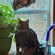 Honey Bee joined the competition — help win amazing prizes! cat, tabby_cat, plant, potted_plant, window, curtain, plaid_pattern, shelf, indoor, mop, cleaning_tool, greenery, animal, pet, domestic, feline, looking, sitting, household, daylight