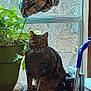 cat, tabby_cat, plant, potted_plant, window, curtain, plaid_pattern, shelf, indoor, mop, cleaning_tool, greenery, animal, pet, domestic, feline, looking, sitting, household, daylight
