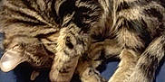 Honey Bee is registered to the contest to win money with this photo: cat, tabby, sleeping, curled_up, blanket, fur, pet, domestic_animal, cozy, resting, animal, whiskers, paw, striped, cute, indoor, relaxation, soft, comfort, feline