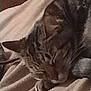 Honey Bee joined the competition — help win amazing prizes! cat, tabby_cat, sleeping, blanket, cozy, indoor, pet, fur, whiskers, close_up, relaxed, resting, animal, cute, domestic_cat, feline, soft_texture, comfort, nap, warm