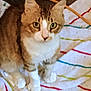 Gizmo is registered to the contest to win money with this photo: cat, tabby, white_paws, striped_blanket, indoor, pet, animal, feline, curious, green_eyes, sitting, looking_up, cozy, home, furniture_leg, closeup, domestic_cat, soft_texture, colorful, relaxed