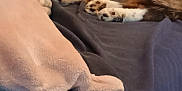 Gizmo is registered to the contest to win money with this photo: cat, sleeping, orange_tabby, blanket, plush, indoor, cozy, fur, pet, resting, paw, tail, soft_texture, bed, relaxation, domestic, cute, feline, animal, comfort