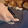 cat, sleeping, orange_tabby, blanket, plush, indoor, cozy, fur, pet, resting, paw, tail, soft_texture, bed, relaxation, domestic, cute, feline, animal, comfort