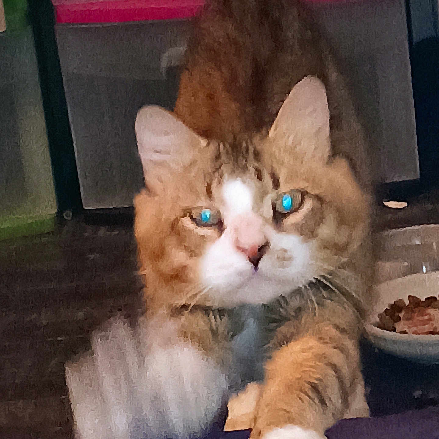 Gizmo