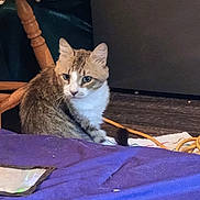 Gizmo is registered to the contest to win money with this photo: cat, tabby_cat, indoor, wooden_chair, floor, purple_blanket, cord, curious, pet, animal, white_chest, furniture, domestic_cat, sitting, brown, striped, eyes, whiskers, relaxed, household