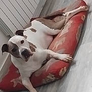 Floyd a rejoint le concours — aidez-le/la à gagner de superbes lots ! dog, white, brown, cushion, floor, indoor, radiator, paw, tile_floor, relaxed, pet, canine, looking, resting, animal, dog_bed, fur, snout, ear, household