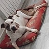 dog, white, brown, cushion, floor, indoor, radiator, paw, tile_floor, relaxed, pet, canine, looking, resting, animal, dog_bed, fur, snout, ear, household