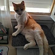 Choup participe au concours pour gagner de l'argent avec cette photo : cat, orange_cat, white_cat, pet, indoor, window, curtain, desk, papers, stationery, mat, relaxed, feline, animal, fur, tail, paw, looking, home, resting