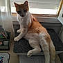 cat, orange_cat, white_cat, pet, indoor, window, curtain, desk, papers, stationery, mat, relaxed, feline, animal, fur, tail, paw, looking, home, resting