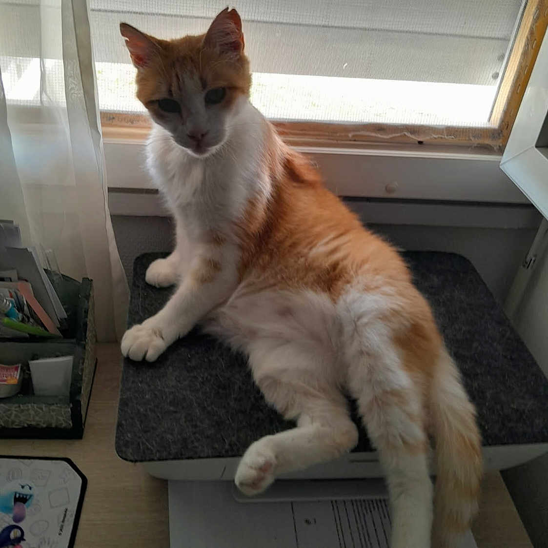 Choup participe au concours pour gagner de l'argent avec cette photo : animal, cat, curtain, desk, feline, fur, home, indoor, looking, mat, orange_cat, papers, paw, pet, relaxed, resting, stationery, tail, white_cat, window
