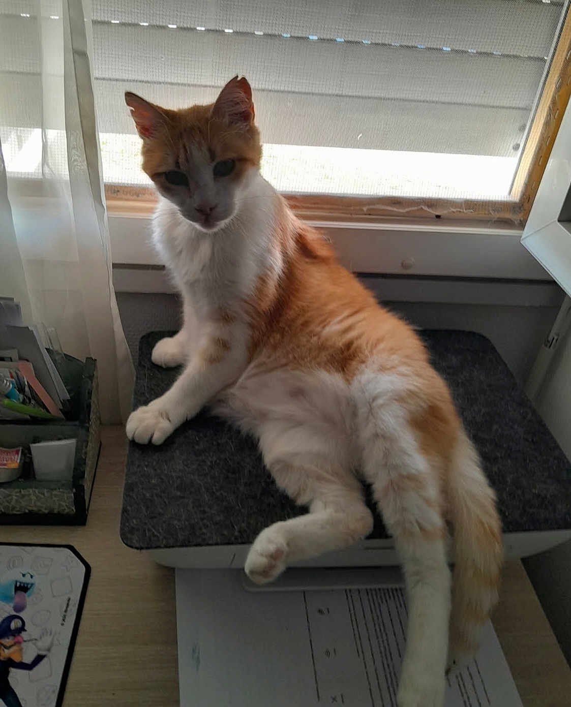 Choup participe au concours pour gagner de l'argent avec cette photo : cat, orange_cat, white_cat, pet, indoor, window, curtain, desk, papers, stationery, mat, relaxed, feline, animal, fur, tail, paw, looking, home, resting