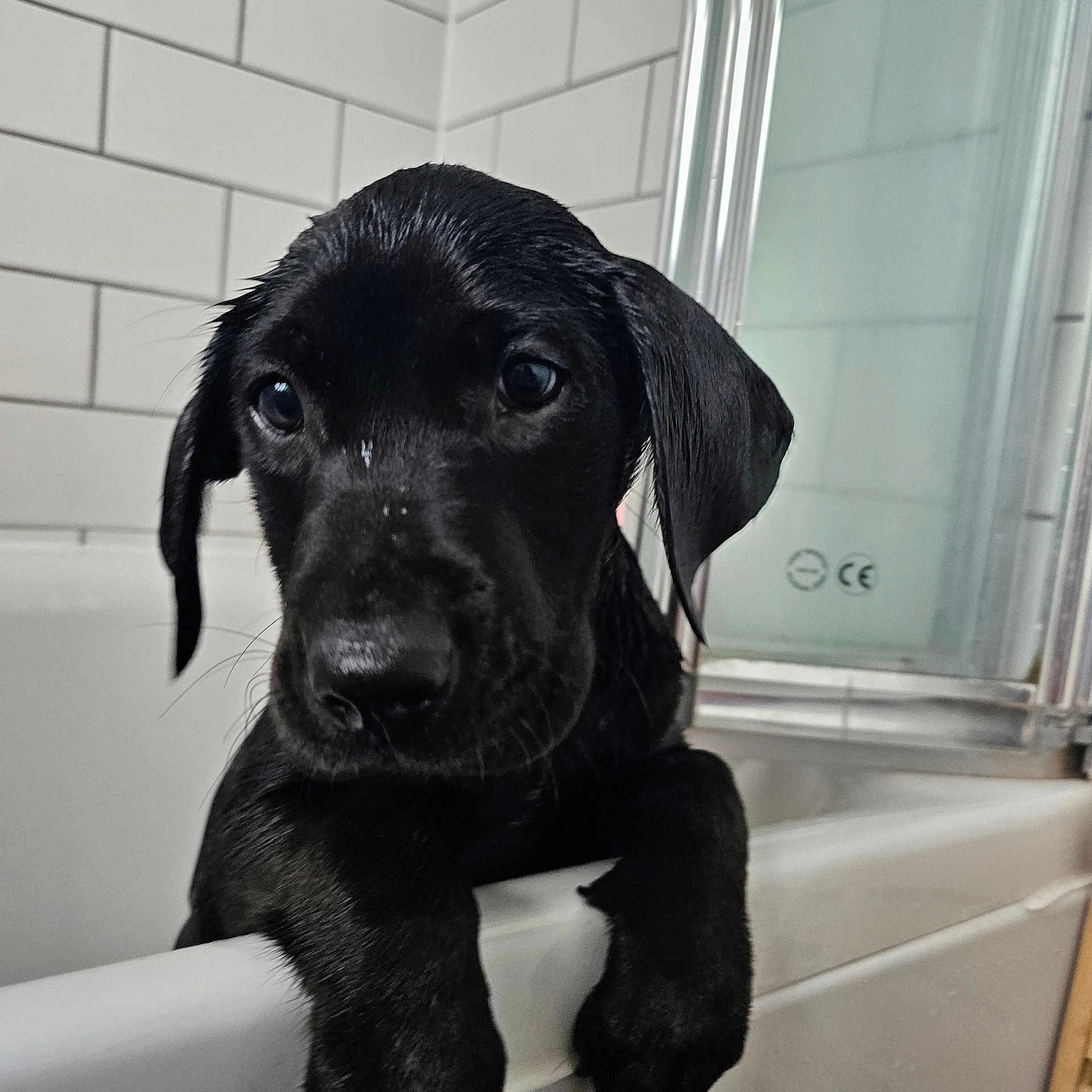Cooper joined the competition — help win amazing prizes! animal, bathing, bathtub, canine, cockerspaniel, dog, hound, labradorretriever, person, pet, pointer, puppy, snout, tub, window