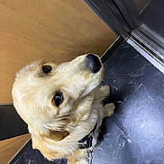 Happy participe au concours pour gagner de l'argent avec cette photo : animal, black_floor, canine, collar, companion, dog, ears, eyes, floor, fur, golden_retriever, indoor, leash, looking_up, marble_pattern, nose, paw, pet, waiting, wooden_door