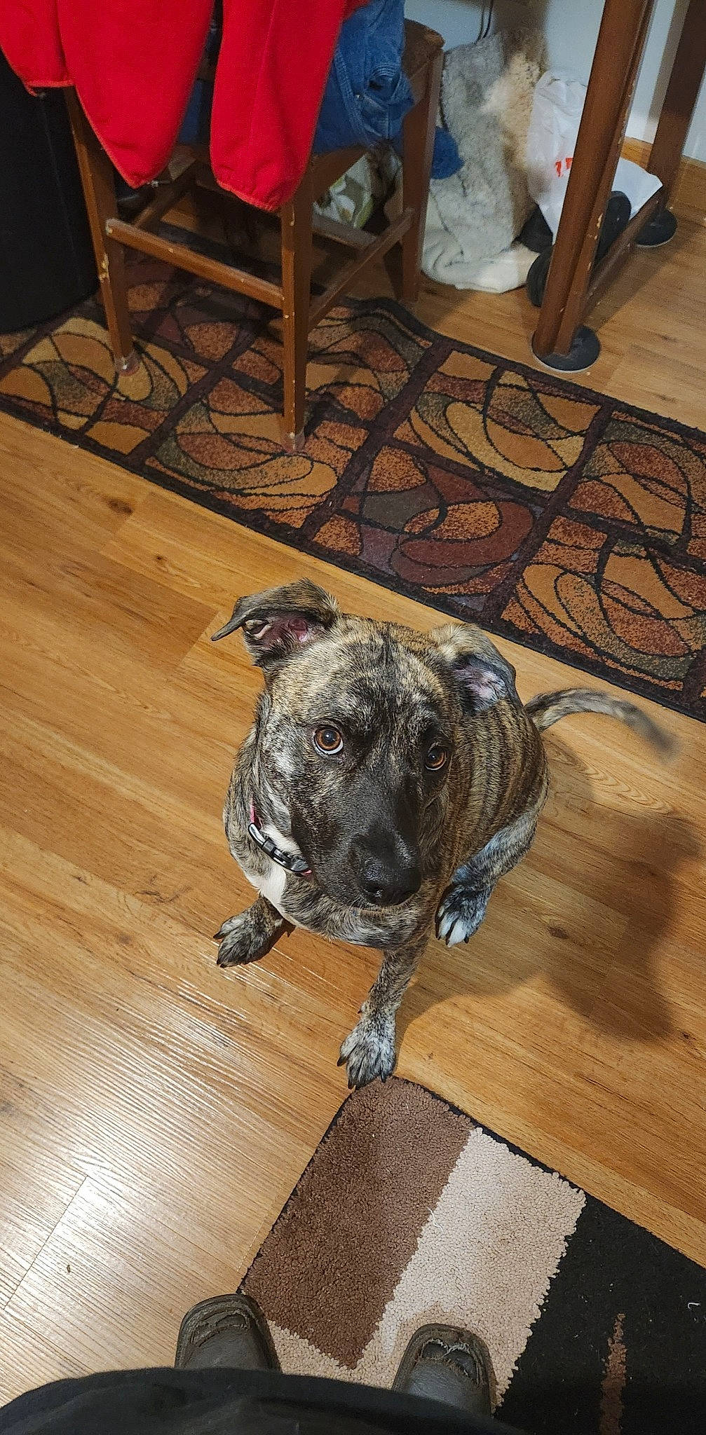 Gigi is registered to the contest to win money with this photo: bulldog, canidae, carnivore, companion_dog, dog, dog_breed, fawn, floor, flooring, hardwood, laminate_flooring, snout, sporting_group, tail, terrestrial_animal, varnish, wood, wood_flooring, wood_stain, working_animal