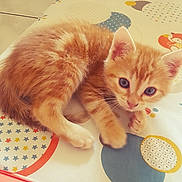 Simba participe au concours pour gagner de l'argent avec cette photo : carnivoran, cat, cat_like_mammal, domestic_short_haired_cat, fur, kitten, mammal, norwegian_forest_cat, paw, skin, small_to_medium_sized_cats, vertebrate, whiskers