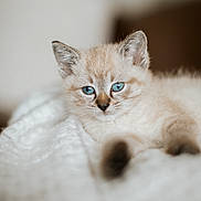 Lollie is registered to the contest to win money with this photo: kitten, cat, blue_eyes, fur, pet, animal, white_blanket, soft_texture, indoor, close_up, cute, young, relaxed, lying_down, whiskers, nose, ears, portrait, feline, domestic_cat