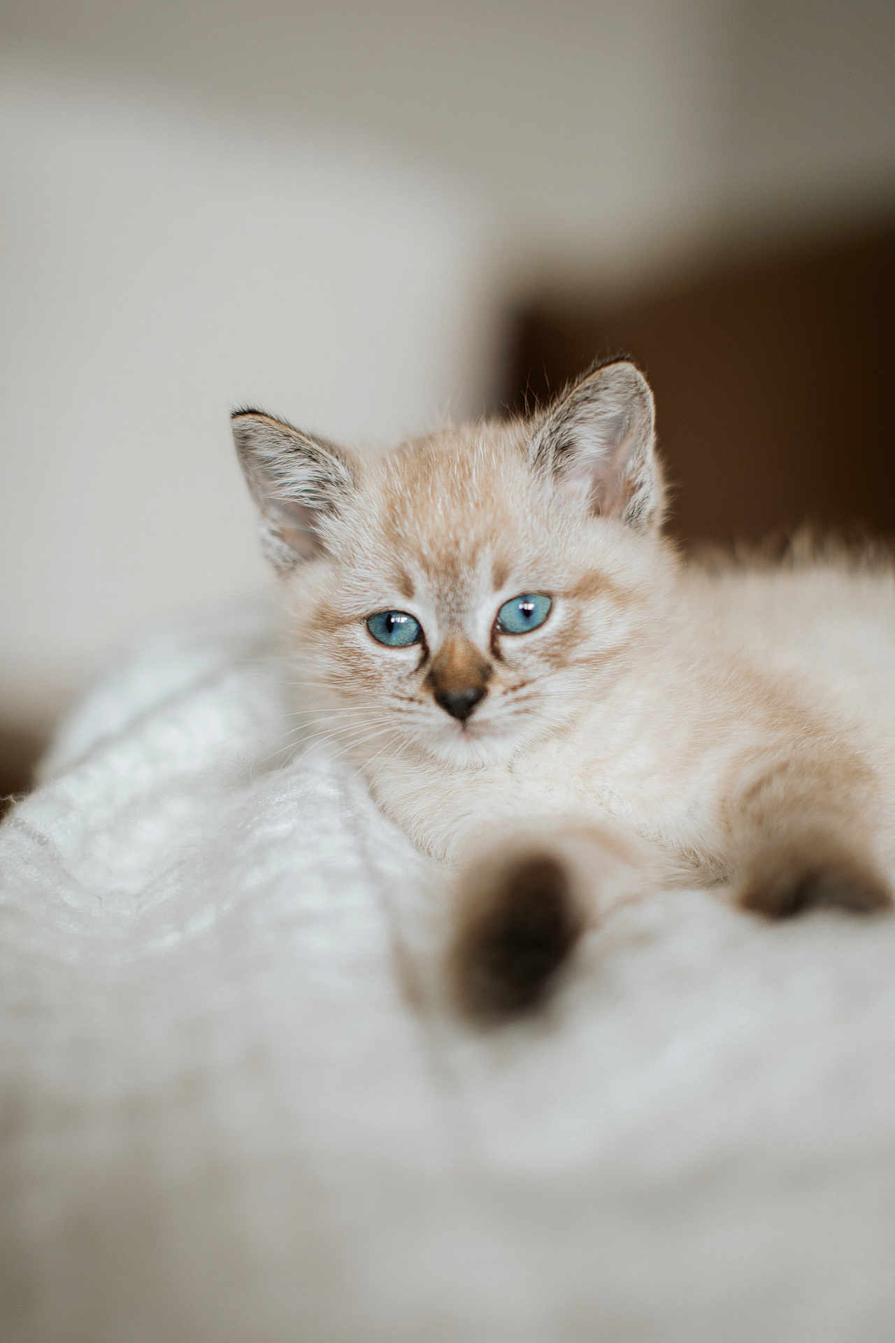 Lollie is registered to the contest to win money with this photo: kitten, cat, blue_eyes, fur, pet, animal, white_blanket, soft_texture, indoor, close_up, cute, young, relaxed, lying_down, whiskers, nose, ears, portrait, feline, domestic_cat