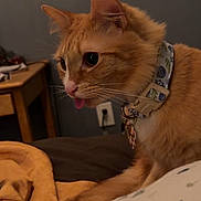 Pancake joined the competition — help win amazing prizes! cat, orange_cat, pet, collar, tongue_out, bed, blanket, pillow, indoor, feline, cute, animal, fur, whiskers, ears, resting, domestic, cozy, sleepy, cute_face