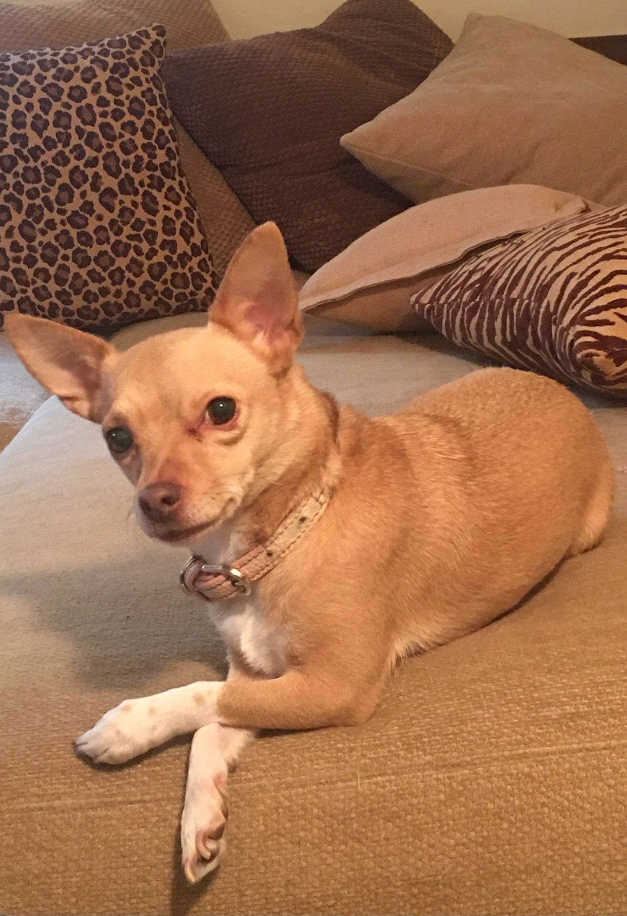 Sandy is registered to the contest to win money with this photo: canidae, carnivore, chihuahua, collar, comfort, companion_dog, couch, dog, dog_breed, dog_supply, ear, fawn, fur, russkiy_toy, snout, sporting_group, toy_dog, whiskers, wood, working_animal