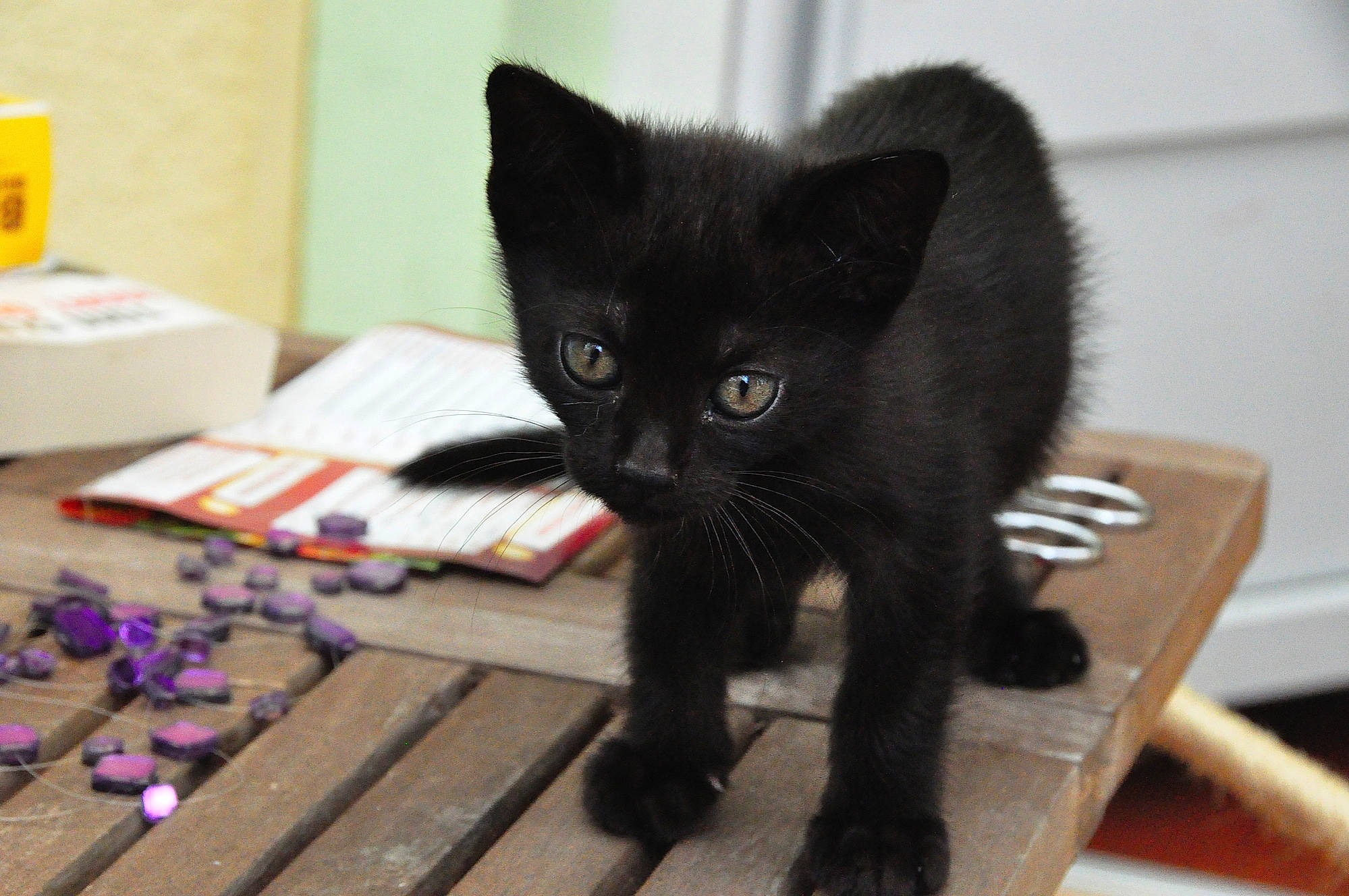 Lithium a rejoint le concours — aidez-le/la à gagner de superbes lots ! black_cat, bombay, box, carmine, carnivore, carton, cat, claw, domestic_short_haired_cat, felidae, flooring, fur, paw, shipping_box, small_to_medium_sized_cats, snout, tail, terrestrial_animal, whiskers, wood