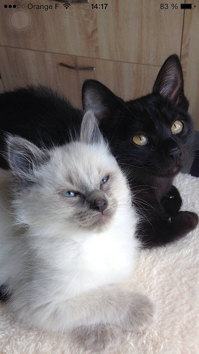 Lithium a rejoint le concours — aidez-le/la à gagner de superbes lots ! balinese, birman, carnivore, cat, claw, domestic_short_haired_cat, eye, fawn, felidae, fur, paw, ragdoll, siamese, small_to_medium_sized_cats, snout, tail, terrestrial_animal, tonkinese, whiskers, window