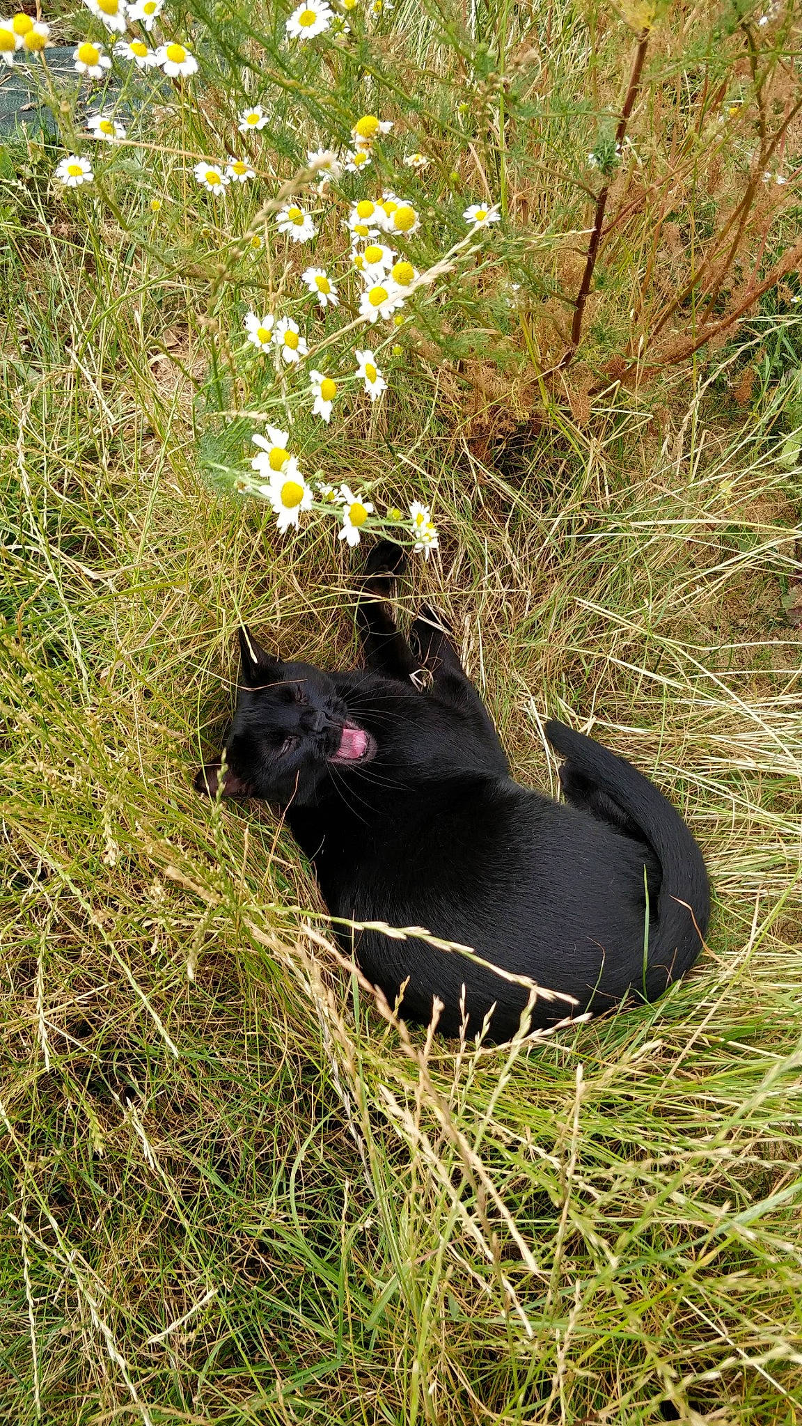 Lithium participe au concours pour gagner de l'argent avec cette photo : black_cat, carnivore, cat, domestic_short_haired_cat, felidae, flower, fur, grass, grassland, groundcover, herbaceous_plant, mammal, plant, shrub, small_to_medium_sized_cats, snout, tail, terrestrial_animal, vertebrate, whiskers