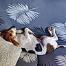 dog, sleeping, couch, pillow, leaf_pattern, brown, white, black, pet, indoor, relaxing, cozy, fur, animal, rest, home, comfort, paw, ears, nap