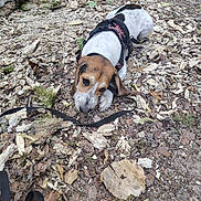 Bobby participe au concours pour gagner de l'argent avec cette photo : dog, puppy, beagle, harness, leash, wood_chips, leaves, forest, outdoor, nature, ground, brown, white, black, animal, pet, curious, laying_down, small_dog, walking