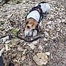 dog, puppy, beagle, harness, leash, wood_chips, leaves, forest, outdoor, nature, ground, brown, white, black, animal, pet, curious, laying_down, small_dog, walking