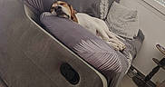 Bobby participe au concours pour gagner de l'argent avec cette photo : animal, canine, comfort, couch, cozy, dog, floor, furniture, gray, home, indoor, leaf_pattern, living_room, pet, pillow, quiet, relaxing, resting, sleeping, window