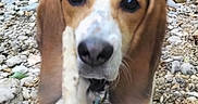 Bobby participe au concours pour gagner de l'argent avec cette photo : dog, beagle, playing, stick, outdoor, rocks, pet, animal, brown, white, ears, nose, collar, nature, grass, person_hand, closeup, canine, fun, tug
