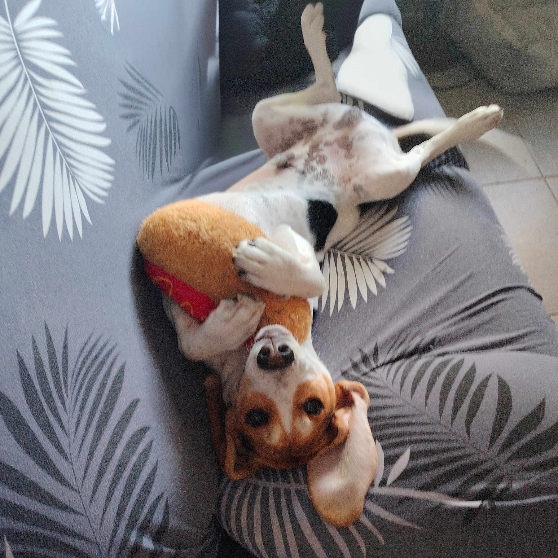 Bobby participe au concours pour gagner de l'argent avec cette photo : dog, plush_toy, couch, leaf_pattern, indoor, pet, relaxed, playful, white_and_brown, floor_tiles, ears, paws, nose, toy, comfort, lying_down, home, animal, canine, cute