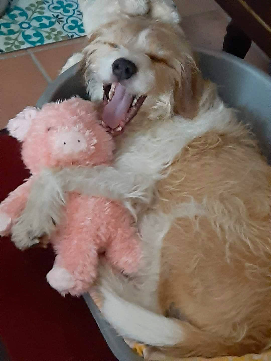 Narouto a rejoint le concours — aidez-le/la à gagner de superbes lots ! bichon, canidae, carnivore, companion_dog, dog, dog_breed, dog_supply, fang, fur, labradoodle, maltepoo, poodle, poodle_crossbreed, puppy_love, shih_poo, small_terrier, sporting_group, terrier, toy_dog, water_dog